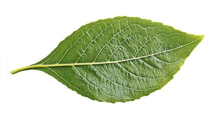 Obraz premium Vibrant Green Leaf Isolated on White Background for Nature Displays
