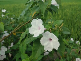 Blooming along fences and roadsides, Ipomoea carnea is a wild beauty with soft lavender trumpet-shaped flowers and lush green leaves, thriving in tropical sunlight.