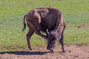 Fototapeta premium Close of American Bison (Bison bison) Standing on dusty wallow. Green grass in the background. On the North Rim of the Grand Canyon. 