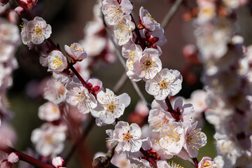 White cherry blossoms in Osaka, Japan. Blue sky in background.
