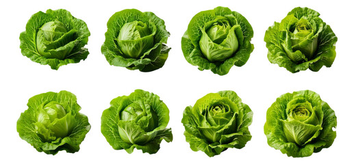 Fresh Green Lettuce Heads Displayed in Various Arrangements, Isolated on Transparent, white background