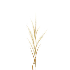 Fototapeta premium Elegant Composition of Golden Eelgrass Strands Displaying Gentle Motion Against a Striking Void Backdrop