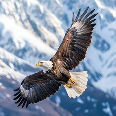 Naklejka premium Eagle Soaring Over Mountains : Powerful wings stretched wide, sharp talons gripping air currents, majestic gaze locked onto distant peaks. Detailed feather structure and rugged