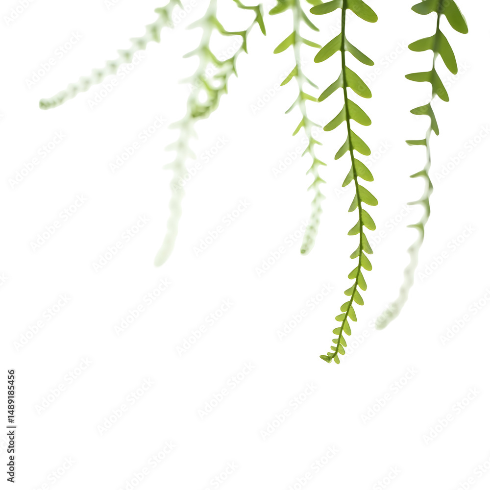 Poster elegant display of cascading emerald green fern vines against a sleek backdrop evokes a serene and s