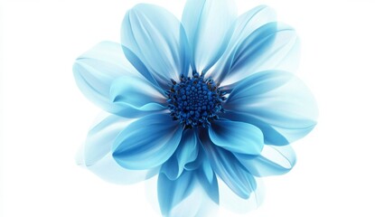 Fototapeta premium Beautiful Blue Flower Blooming Against a White Background