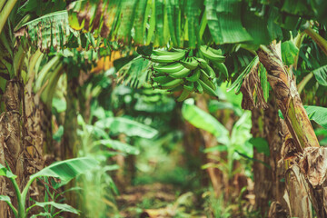 Production of green bananas in a garden. Green plantain clump on a tree