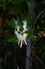 Japanese honeysuckle flowers. Caprifoliaceae evergreen vine.
The buds are pink and the white...