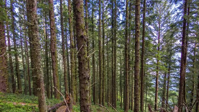 The footage captures Silver Falls State Park with thick forests and trails winding through. It is known for scenic hiking, waterfalls, and Oregon wilderness.