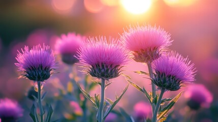 Enchanting thistle field at sunset bathed in warm golden and pink sunlight