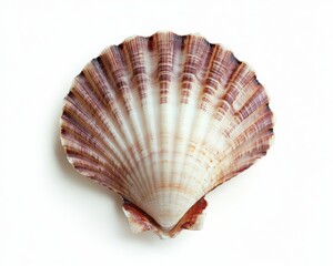 Obraz premium Beautiful Brown and White Shell Isolated on White Background