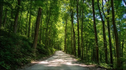 Fototapeta premium Scenic forest road with tall trees and lush greenery reaching towards sunlight
