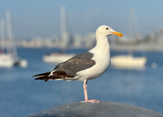 Obraz premium A seagull rests on the shoreline of San Diego Bay with sailboats in the background. 