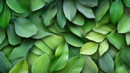 A close-up of leaves from a tropical plant with varying shades of green, showcasing the rich texture and intricate details of the foliage.