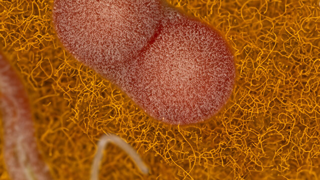 Close-up of two reddish-pink, textured, roundish objects on a vibrant orange-yellow fibrous surface