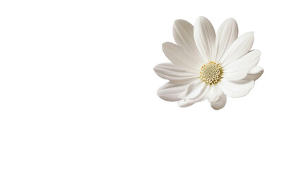 Obraz premium Delicate White Flower in Mid-Air with Soft Petals and Floating Motion Isolated on White Background