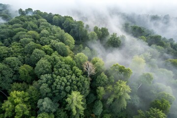 Green forest, bird's eye view of green trees in the forest. Nature of the forest full of green trees. Concept of carbon neutrality and net zero emissions for a sustainable green environment.