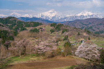 山村の桜