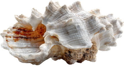 A graceful white seashell with subtle ridges, emphasizing its organic, ocean-inspired charm, isolated on white --ar 16:9 --v 7.0 --s 750
