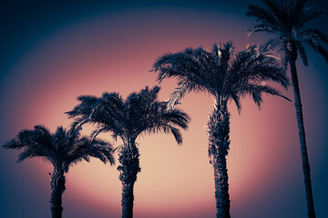 Silhouetted palm trees