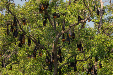 The large group of lyle's flying fox on tree at mangrove forest in Thailand