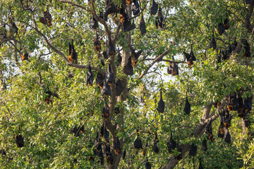 Fototapeta premium The large group of lyle's flying fox on tree at mangrove forest in Thailand