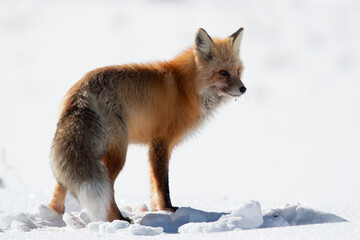 Red Fox in Yellowstone