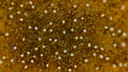 Close-up view of a textured surface with small, white dots on a golden-brown background.  Detailed view of organic, studded pattern