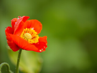 Fototapeta premium Vibrant red poppy flower with water droplets against a soft green background