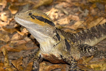 Australian water dragon (Intellagama lesueurii)