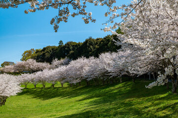 静岡県浜松市都田総合公園の満開の桜