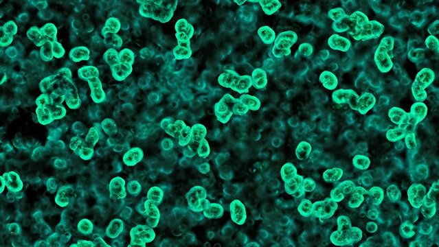 Abstract microscopic image of vibrant teal-colored cells or bacteria, with a dark background