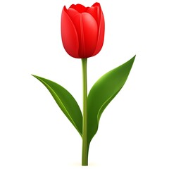 red tulip on white background