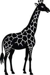 A tall, spotted giraffe, a wild mammal with a long neck, stands isolated in profile on white