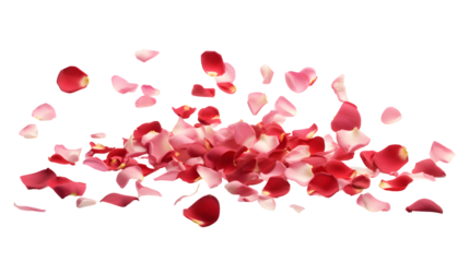 falling rose petals transparent background png