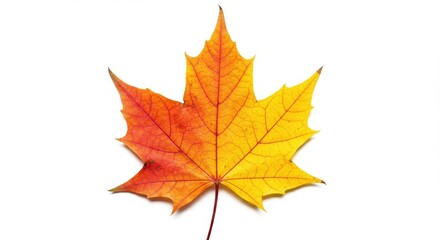 Autumn maple leaf image