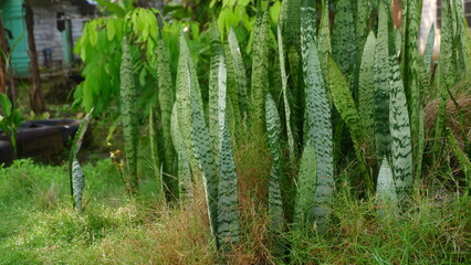 Fototapeta premium Mother-in-law's Tongue ornamental plant (Sansevieria trifasciata) with towering upright leaves and distinctive green pattern, thrives in natural gardens with a tropical vegetation background