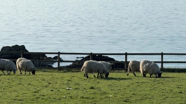 Islay, Scotland&rsquo;s whisky haven, blends rugged natural beauty with pristine seas and abundant birdlife. Known for peaty single malts and serene coastal landscapes, it&rsquo;s a gem for nature and spirits-the