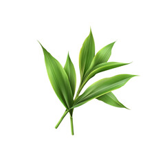Fototapeta premium Lush Green Bamboo Leaves, Isolated on Black Background