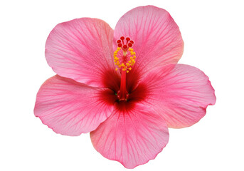 Naklejka premium Pink hibiscus flower isolated on transparent background
