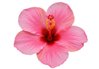 Pink hibiscus flower isolated on transparent background