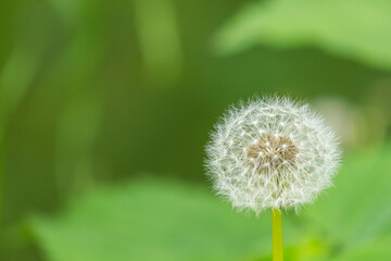  5月の野山 タンポポの綿毛アップ 02