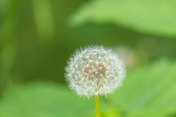  5月の野山 タンポポの綿毛アップ 01