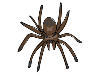 Spider in continuous line drawing on a white background.