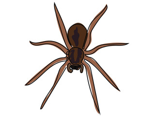 Spider in continuous line drawing on a white background.