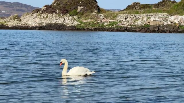 Islay, Scotland&rsquo;s whisky haven, blends rugged natural beauty with pristine seas and abundant birdlife. Known for peaty single malts and serene coastal landscapes, it&rsquo;s a gem for nature and spirits-the