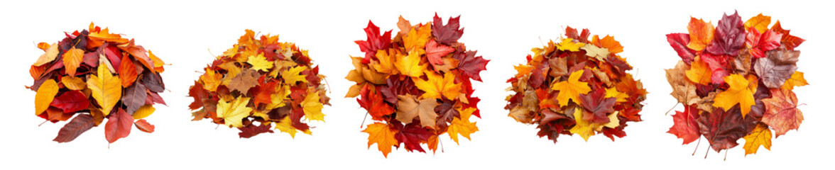 Fototapeta premium Vibrant Autumn Leaves Piled Together in Nature's Colorful Palette, Isolated on Transparent, white background