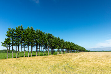 Obraz premium Forest and wheat field