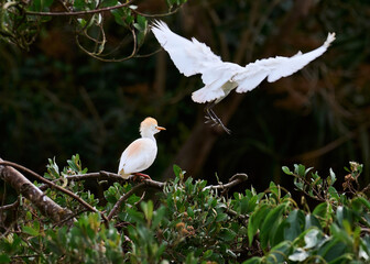 Pair of white herons in the middle of a wooded area. One of the birds is perched on a branch while another juvenile heron takes flight. Species Cattle Egret, Bulbulcus Ibis, Ardea Ibis.