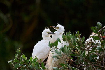 Young herons sharing together in the nesting area. Species Cattle Egret, Bulbulcus Ibis, Ardea Ibis.