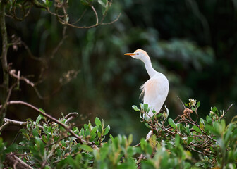 A white heron stretches its neck and shows its colorful plumage as it perches on some trees. Species Cattle Egret, Bulbulcus Ibis, Ardea Ibis.